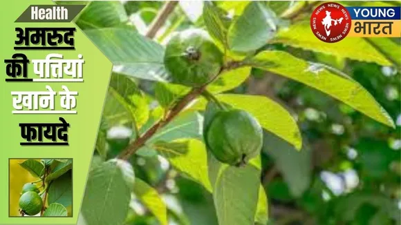 Guava leaves
