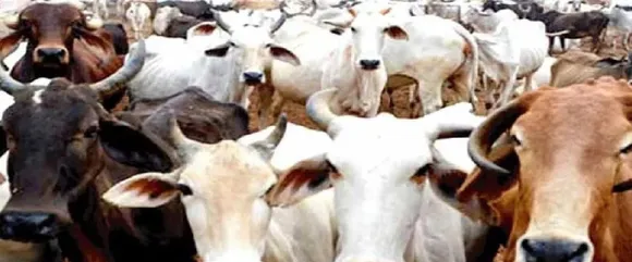वाईवीएन