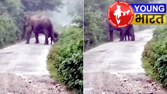भारी बारिश में नवजात के साथ चली हथिनी, दिल छू लेने वाला Video Viral | यंग भारत न्यूज