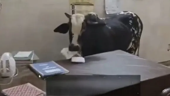 Bull arrived at CM Arogya Mela