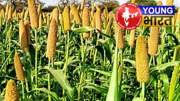 गरीबों का कहे जाने वाला अनाज, अब बना लाखों कमाई का 'खजाना'! | यंग भारत न्यूज