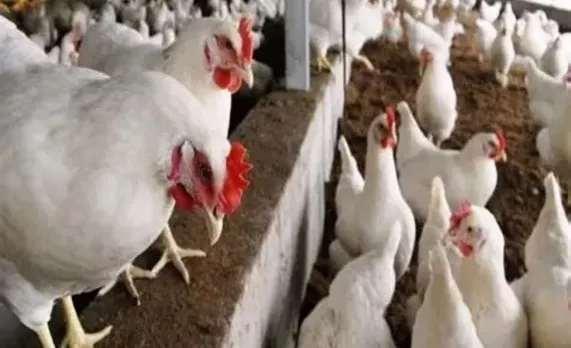 वाईवीएन