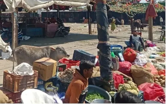 वाईवीएन