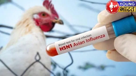 bird-flu Simbolic Image