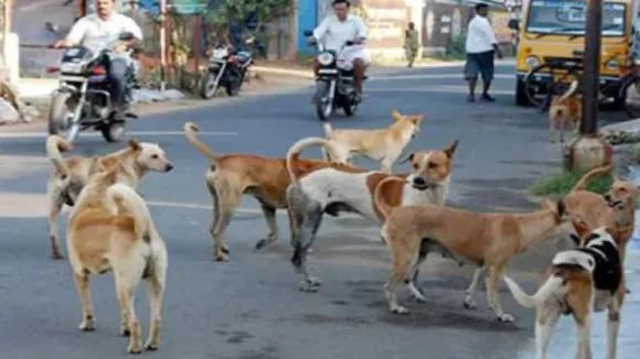 Stray Dogs Problem