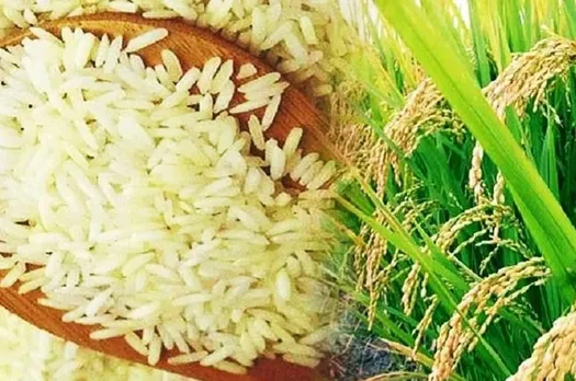 वाईवीएन