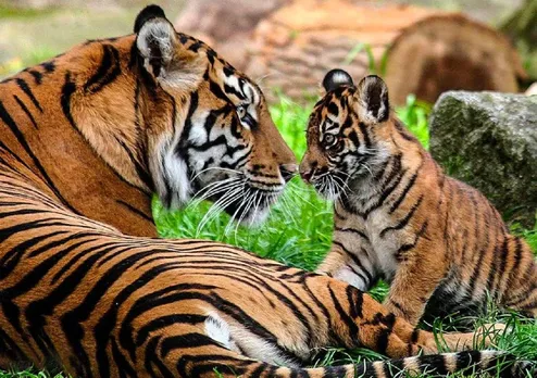 DElhi Zoo tiger cub death