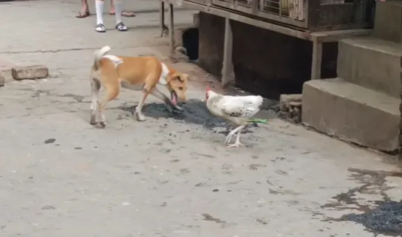 वाईबीएन