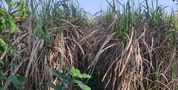 वाईबीएन