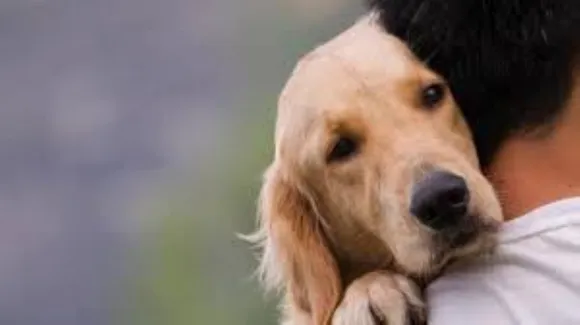 वाईबीएन