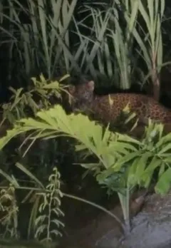 वाईबीएन