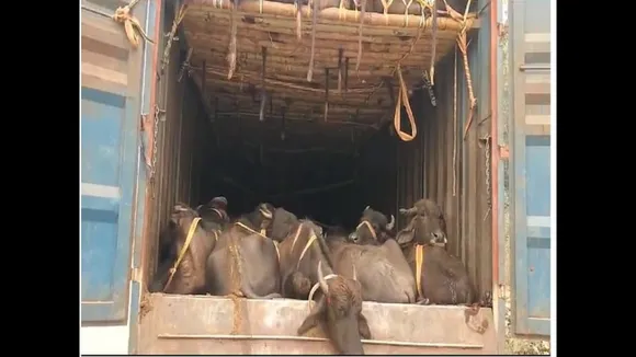 Cattle-Smuggling-Patna-News-2023-12-e62f241499770246f88dc9dad8a6b698 (1)