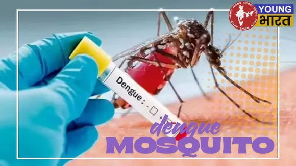 _dengue mosquito