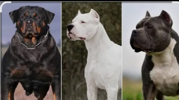 Untitled design_20250917_095118_0000