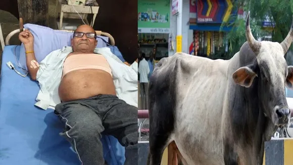 Stray Bull Attack