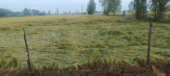 तेज हवा के साथ हुई वर्षा से शाहजहांपुर की पुवायां तहसील में चौपट धान की फसल