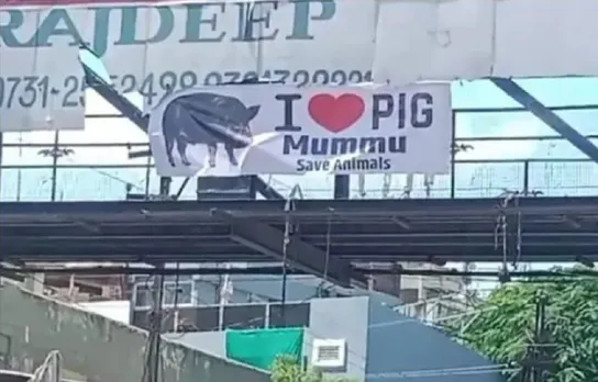 I Love PiG Poster Dispuet