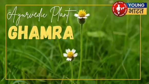 Ghamra Ayurvedic plant
