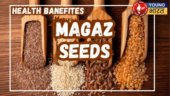 Magaz seeds