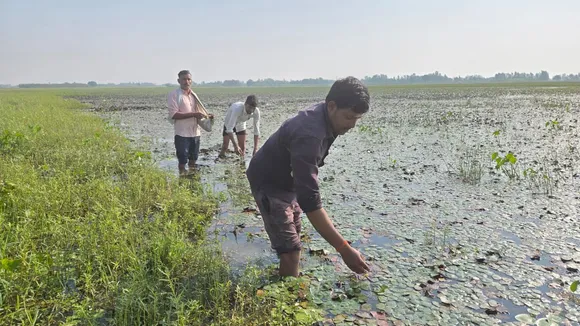 शाहजहांपुर जिले के तहसील सदर के गांव दारापुर चठिया में सिंघाडा तोडते किसान