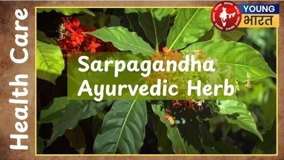 Sarpagandha   Ayurvedic Herb