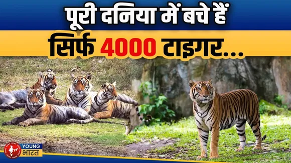 International Tiger Day: लाखों से घटकर 4000 बचे, 75% Tiger अब यहीं हैं! | YOUNG Bharat News