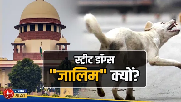 humane or dangerous : Stray dogs आखिर कैसे बन गए चलती फिरती मुसीबत | YOUNG Bharat News