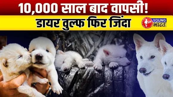 Dire Wolf : 10,000 साल बाद Genetic Engineering से जिंदा हुए विलुप्त भेड़िए | YOUNG Bharat News