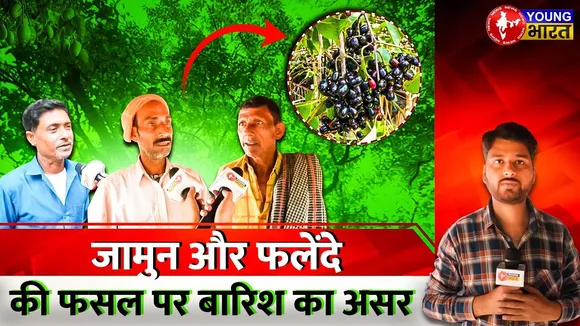 Malihabad: जामुन और फलेंदे की फसल पर बारिश का असर | UP |YOUNG Bharat News