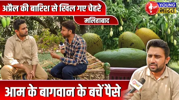मलिहाबाद के बागवानों को बेमौसम बारिश ने नुक्सान से ज़्यादा उन्हें फायदे दिए | UP |YOUNG Bharat News