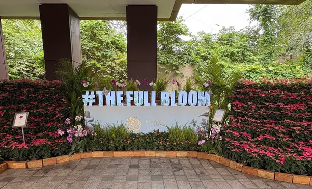 Full bloom image