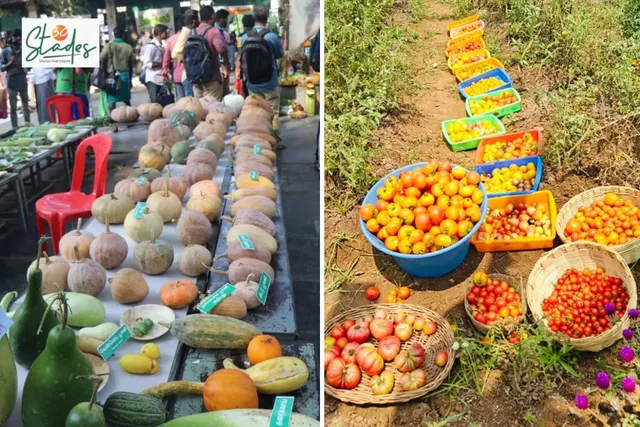 ten-seed-festivals-native-30stades