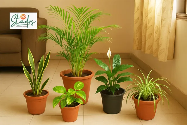 five-indoor-plants-lead-air-purifiers-30stades