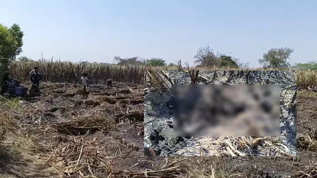 Human Skeleton found  in sugarcane field in Bakrol, Ankleshwar