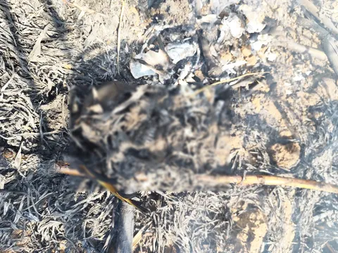 Bharuch: Burnt human skeleton found in sugarcane field near Karad Village