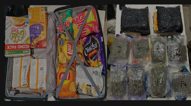 DRI seizes 39.24 kg hydroponic cannabis from Bangkok fliers at Ahmedabad airport