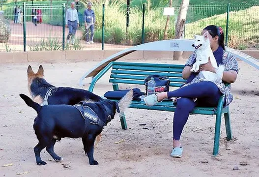 AMC hikes pet dog registration charge from ₹200 to ₹500
