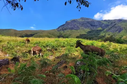 Kerala Tops National Park Management Evaluation, Sets National Benchmark for Biodiversity Conservation