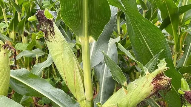 India may import US corn for ethanol production as trade talks advance