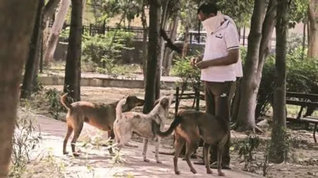 Ahmedabad pet registration: AMC hikes fees by 900% to ₹2,000