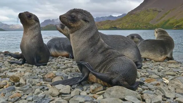 Bird Flu likely cause of death for hundreds of seal pups on sub-Antarctic island