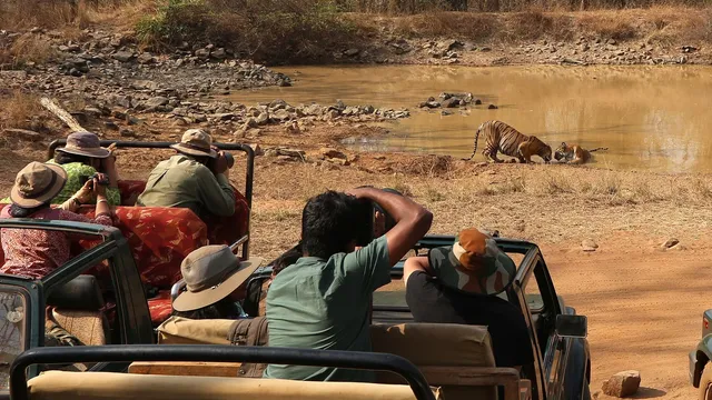 Supreme Court limits tiger safaris to non-forest land, bans night tourism