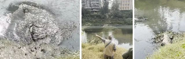 Vadodara officially turns ‘crocodile city’ as 417 crocs dominate Vishwamitri River, 103 spotted in just 2 km stretch