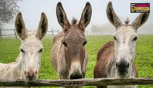 ભારતના કયા રાજ્યમાં સૌથી વધુ ગધેડા છે? યુપી અને બિહાર છે ટોપ-૫ માં