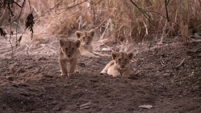 જો તમારે સિંહના નજીકથી દર્શન કરવા હોય, તો ગુજરાતના આ સ્થળની લો મુલાકાત