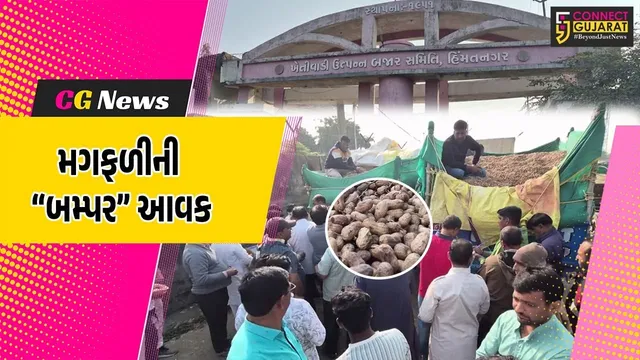 સાબરકાંઠા: સૌથી ઉંચા ભાવ મળતા હિંમતનગર માર્કેટિંગ યાર્ડમાં મગફળીની અધધ આવક, ખેડૂતોમાં ખુશીનો માહોલ...