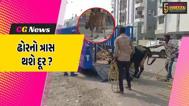 અંકલેશ્વર: GIDCમાં પોલીસ બંદોબસ્ત સાથે રસ્તે રખડતા ઢોર પકડવાની ઝુંબેશ શરૂ કરાય