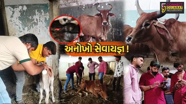 અંકલેશ્વર:અકસ્માતમાં ઘવાયેલ ગાયોની સારવાર કરાવી આપવામાં આવે છે નવજીવન, સામાજિક આગેવાનોનો અનોખો સેવાયજ્ઞ