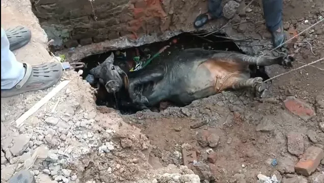 ભરૂચ: આમોદમાં ખુલ્લી ગટરમાં ગાય ખાબકી, નગરપાલિકાની બેદરકારી સામે આવી