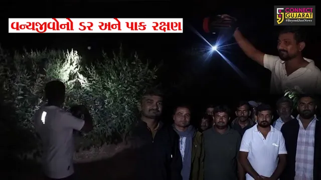 જૂનાગઢ : ગીર પંથકમાં વન્યજીવોના ડર વચ્ચે કડકડતી ઠંડીમાં ખેતરમાં પાક રક્ષણ માટે ખેડૂતો બન્યા મજબુર